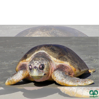 گونه لاکپشت سرخ Loggerhead Sea Turtle